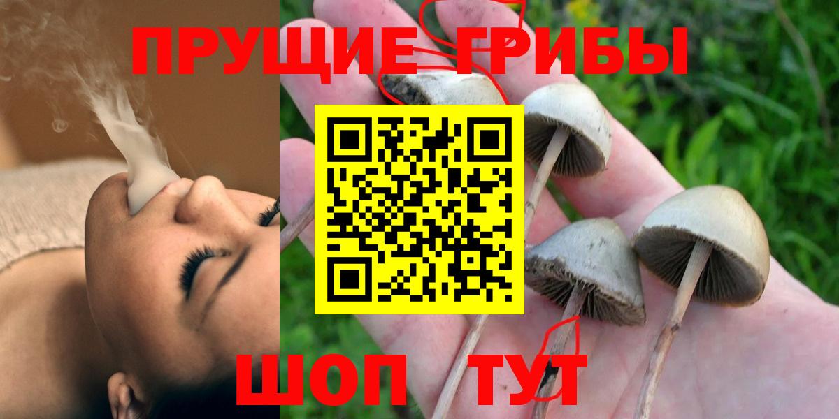 Псилоцибиновые грибы Cubensis  Мурманск  Псилоцибиновые грибы Cubensis 